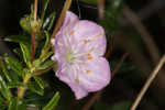 Hairy laurel <BR>Hairy wicky